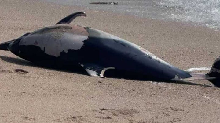 Golfinho encontrado morto na praia de Aver-o-Mar, na Póvoa de Varzim