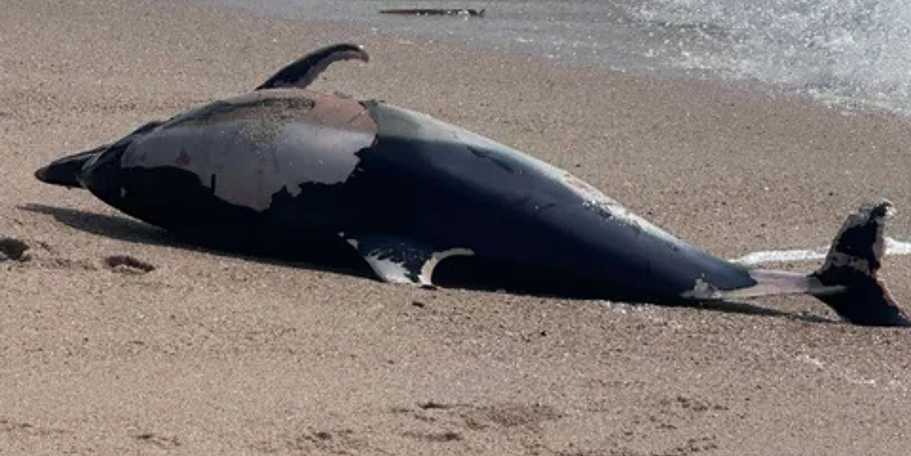 Golfinho encontrado morto na praia de Aver-o-Mar, na Póvoa de Varzim