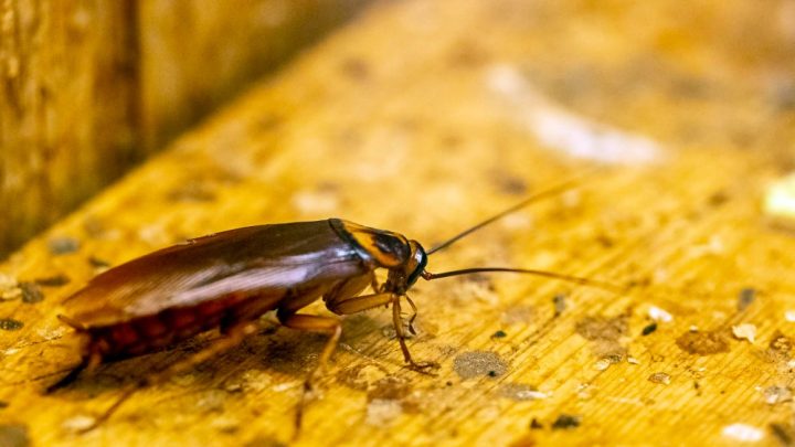 Praga de baratas preocupa moradores de Águas Santas e leva Câmara da Maia a reforçar desinfestação