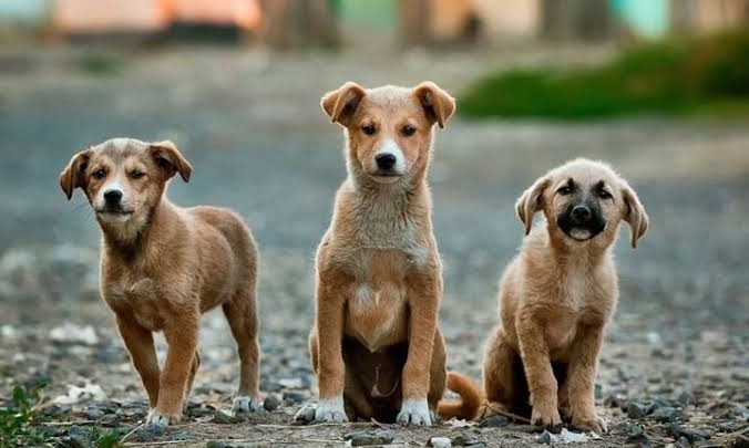 Município de Santo Tirso alerta para burlas no resgate de animais de estimação
