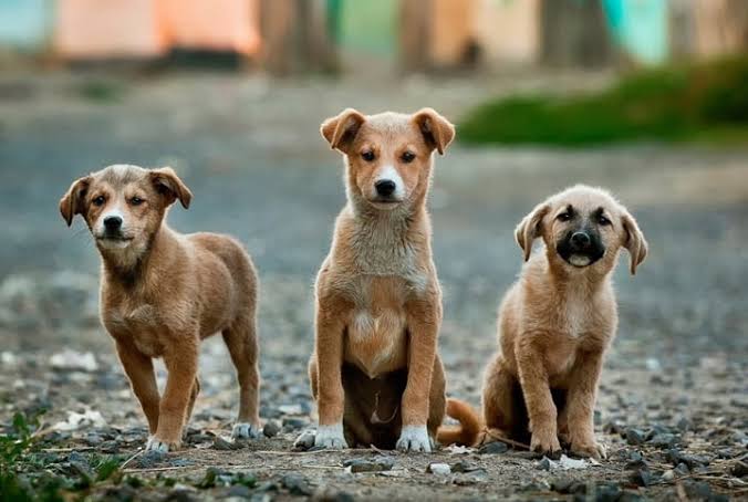 Município de Santo Tirso alerta para burlas no resgate de animais de estimação