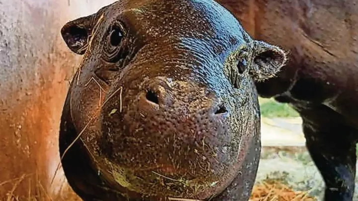 Zoo Santo Inácio em Gaia dá as boas-vindas a nova cria de hipopótamo-pigmeu