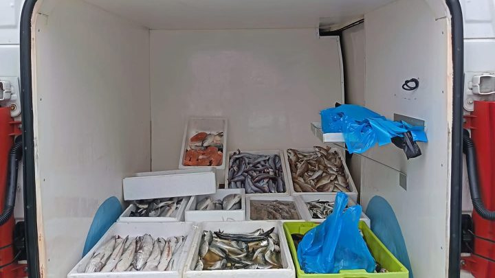 Fiscalização na Póvoa de Varzim leva a apreensão de 176 quilos de pescado ilegal junto ao Porto de Pesca