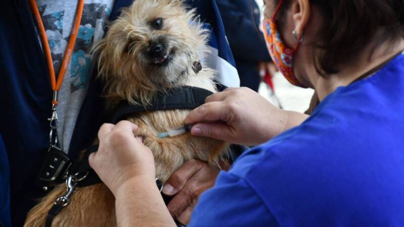 Gondomar lança campanha para vacinar cães contra a raiva durante todo o mês