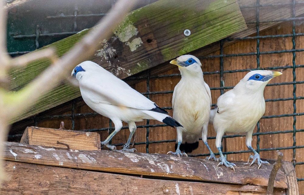 Zoo de Lourosa, em Santa Maria da Feira, acolhe mais de 20 novas crias de 11 espécies de aves