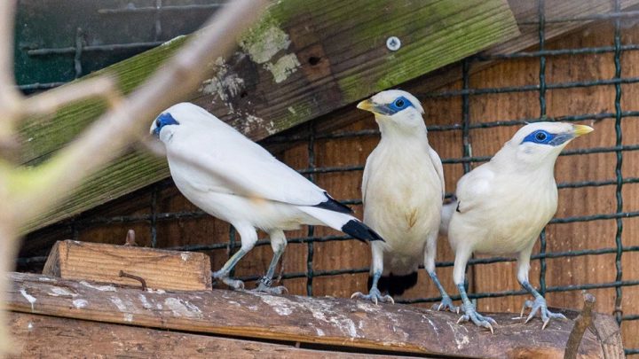 Zoo de Lourosa, em Santa Maria da Feira, acolhe mais de 20 novas crias de 11 espécies de aves