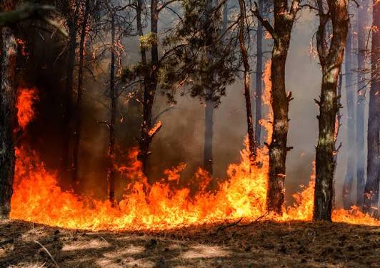 Subida das temperaturas aumenta perigo de incêndio no Norte