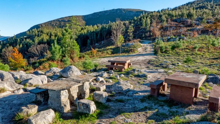 Arouca homenageia 25 mulheres com nova Floresta Ativista