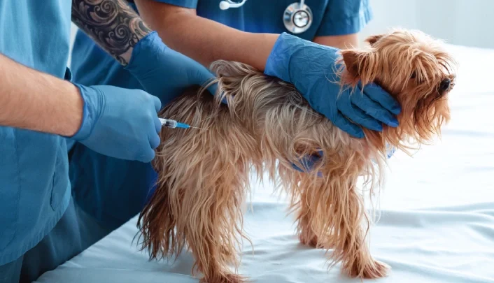 Santo Tirso percorre o concelho para vacinar e identificar cães