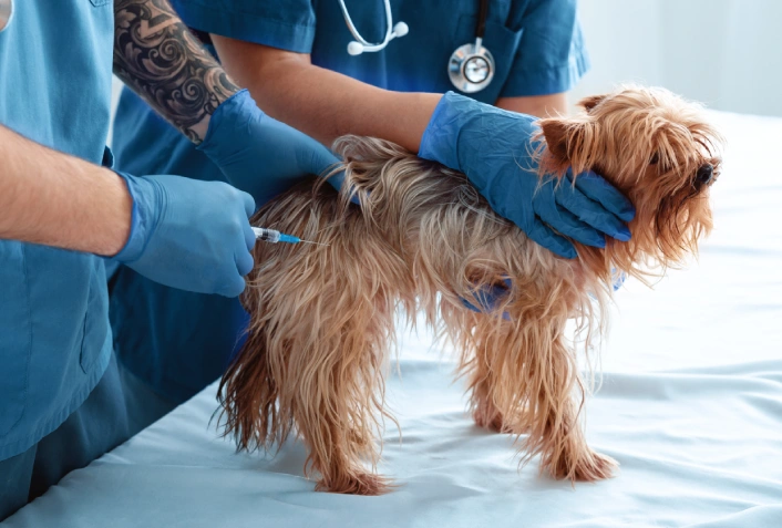 Santo Tirso percorre o concelho para vacinar e identificar cães
