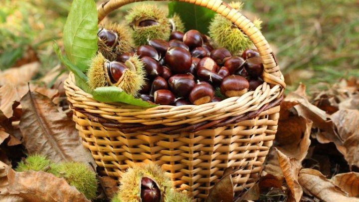 Vale de Cambra promove Feira da Castanha de 6 a 8 de novembro