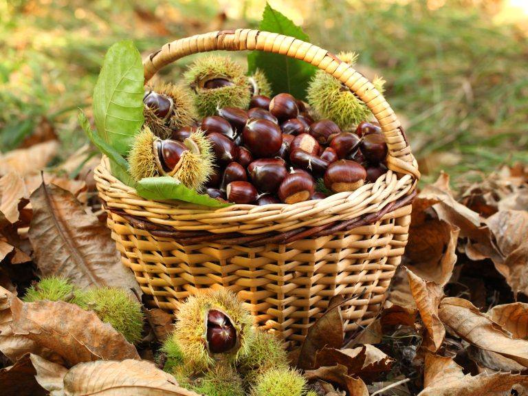 Vale de Cambra promove Feira da Castanha de 6 a 8 de novembro
